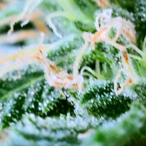 Rainbow Runtz growlog timeline photo