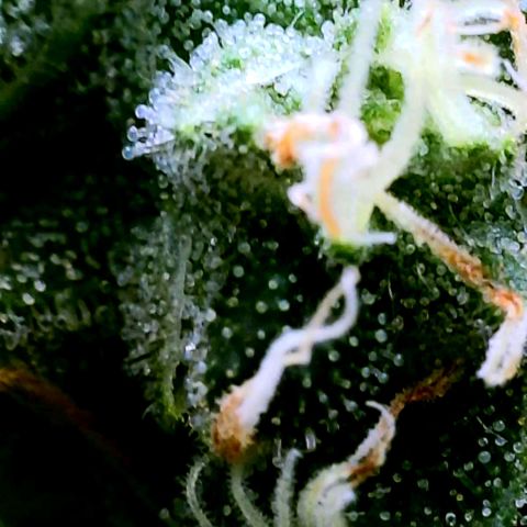 Rainbow Runtz growlog timeline photo