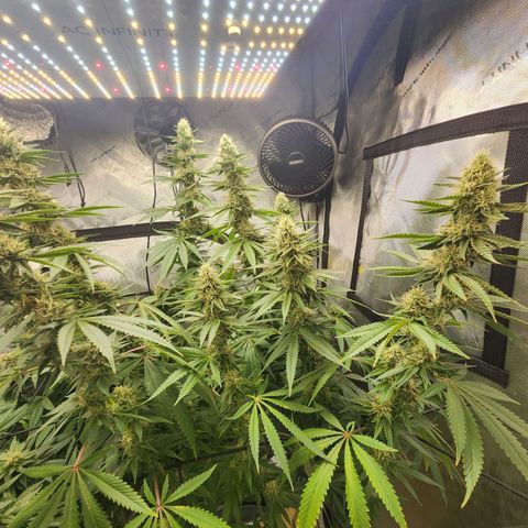 Rainbow Runtz growlog timeline photo