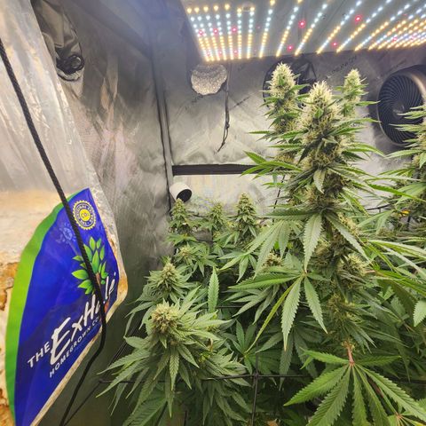 Rainbow Runtz growlog timeline photo