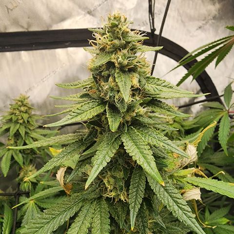 Rainbow Runtz growlog timeline photo