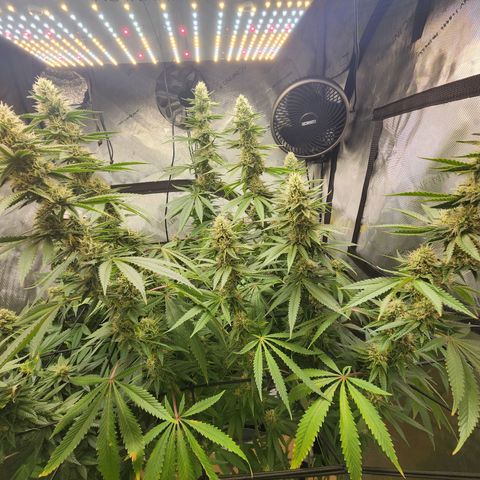 Rainbow Runtz growlog timeline photo