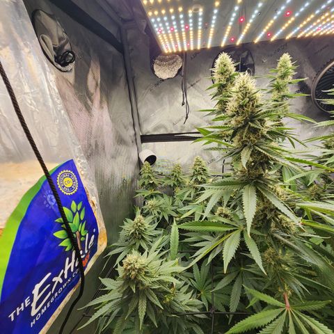 Rainbow Runtz growlog timeline photo