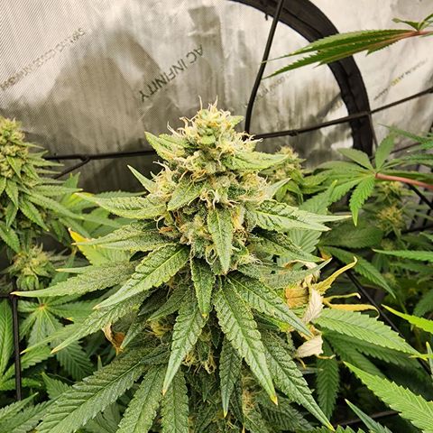 Rainbow Runtz growlog timeline photo