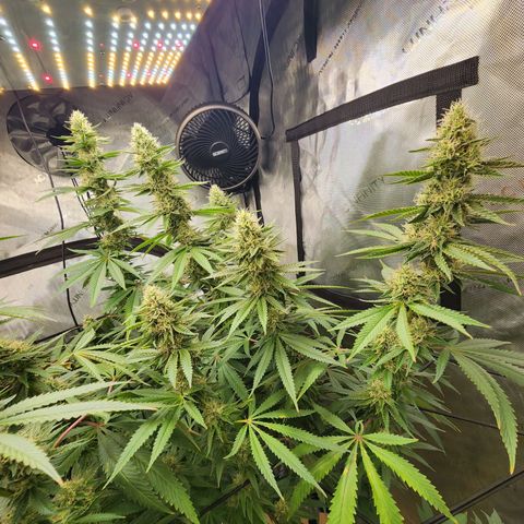 Rainbow Runtz growlog timeline photo