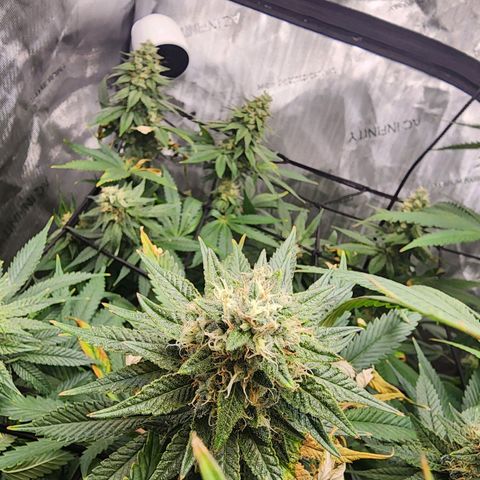 Rainbow Runtz growlog timeline photo