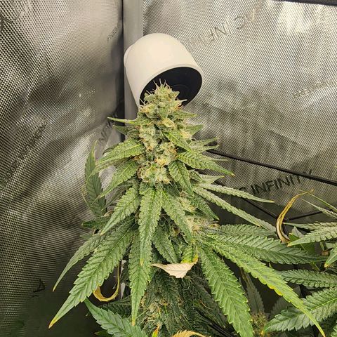Rainbow Runtz growlog timeline photo