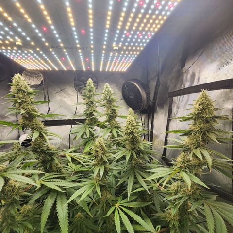 Rainbow Runtz growlog timeline photo