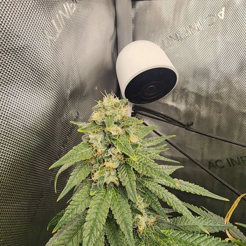Rainbow Runtz growlog timeline photo