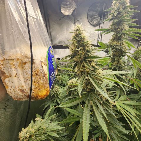 Rainbow Runtz growlog timeline photo