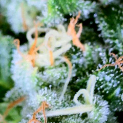 Rainbow Runtz growlog timeline photo
