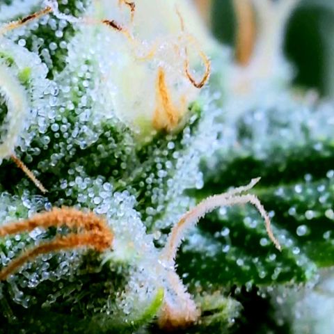 Rainbow Runtz growlog timeline photo