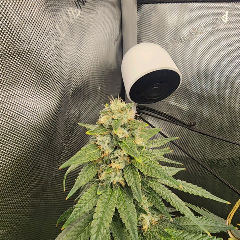 Rainbow Runtz growlog timeline photo