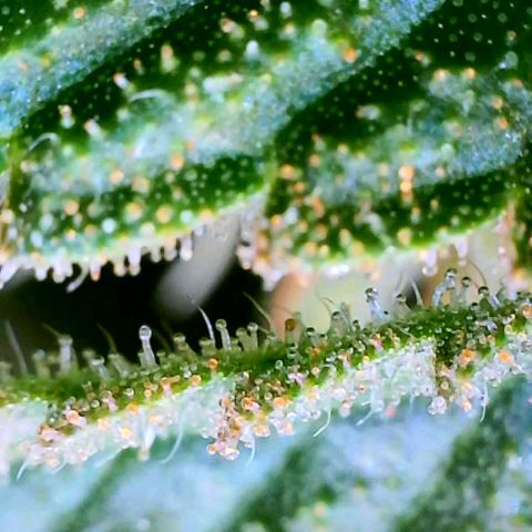 Rainbow Runtz growlog timeline photo