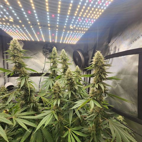 Rainbow Runtz growlog timeline photo