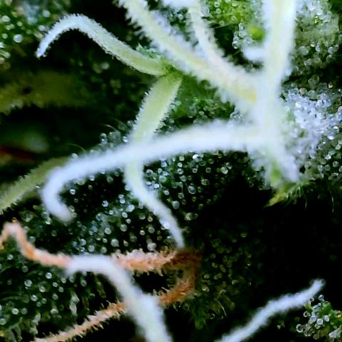Rainbow Runtz growlog timeline photo