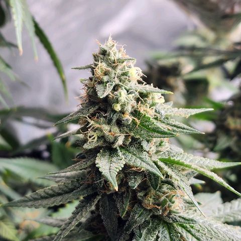 Rainbow Runtz growlog timeline photo