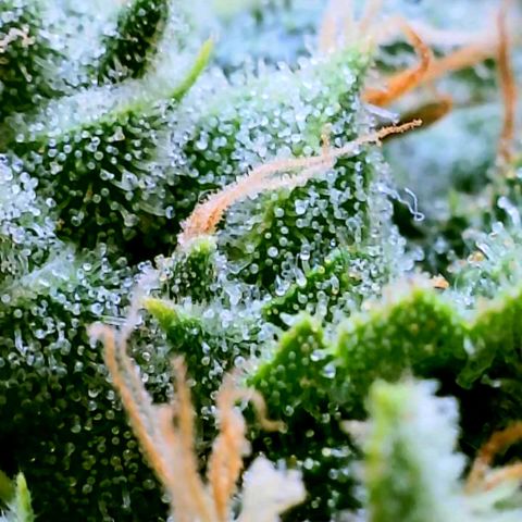 Rainbow Runtz growlog timeline photo