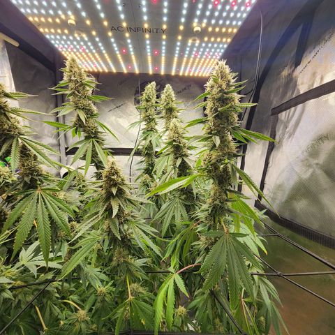 Rainbow Runtz growlog timeline photo