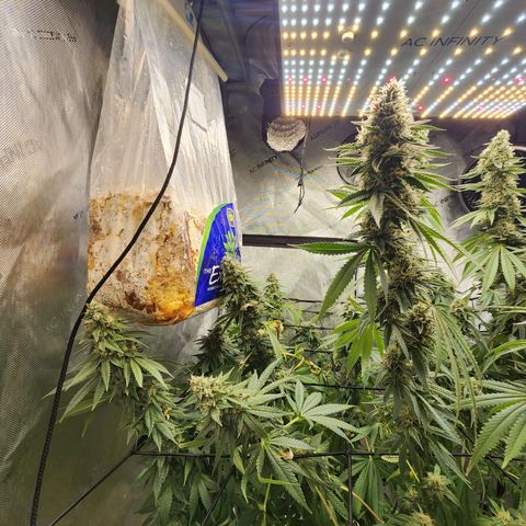 Rainbow Runtz growlog timeline photo