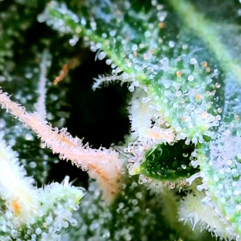 Rainbow Runtz growlog timeline photo