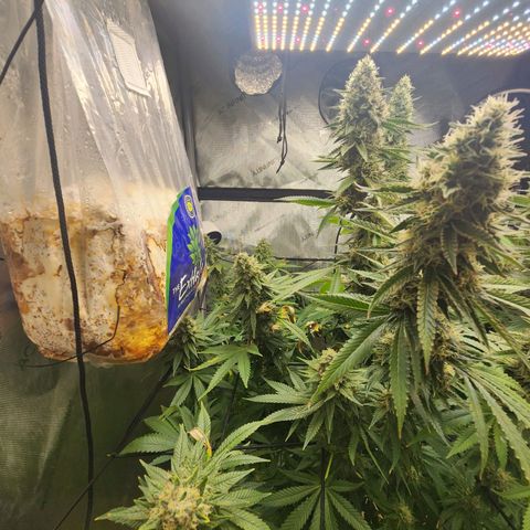 Rainbow Runtz growlog timeline photo