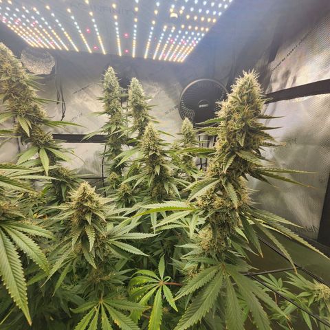 Rainbow Runtz growlog timeline photo