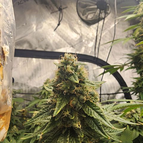 Rainbow Runtz growlog timeline photo