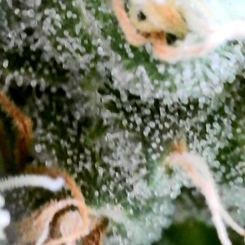 Rainbow Runtz growlog timeline photo