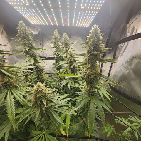 Rainbow Runtz growlog timeline photo
