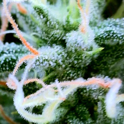 Rainbow Runtz growlog timeline photo