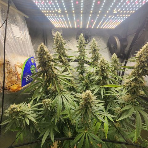 Rainbow Runtz growlog timeline photo