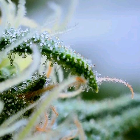 Rainbow Runtz growlog timeline photo