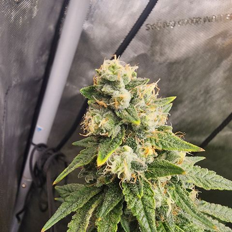 Rainbow Runtz growlog timeline photo