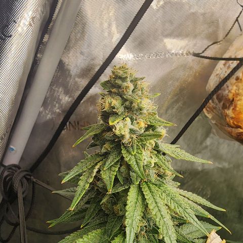 Rainbow Runtz growlog timeline photo
