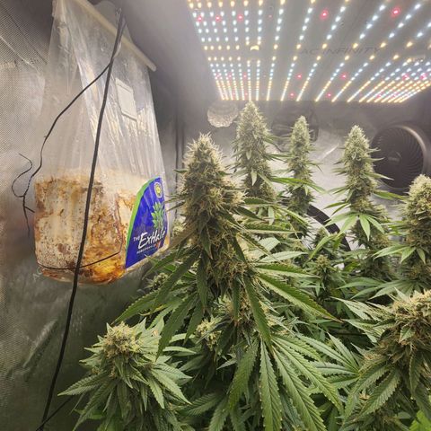 Rainbow Runtz growlog timeline photo