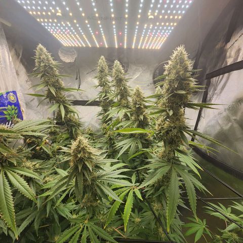 Rainbow Runtz growlog timeline photo