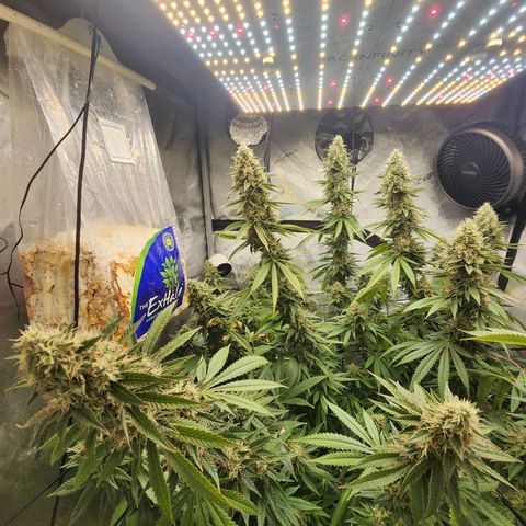 Rainbow Runtz growlog timeline photo