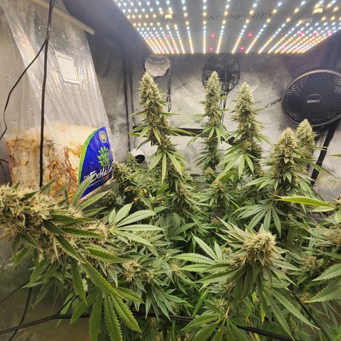 Rainbow Runtz growlog timeline photo