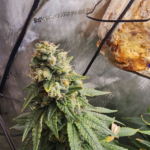 Rainbow Runtz growlog timeline photo