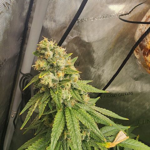 Rainbow Runtz growlog timeline photo