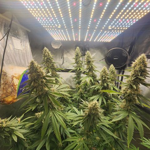 Rainbow Runtz growlog timeline photo