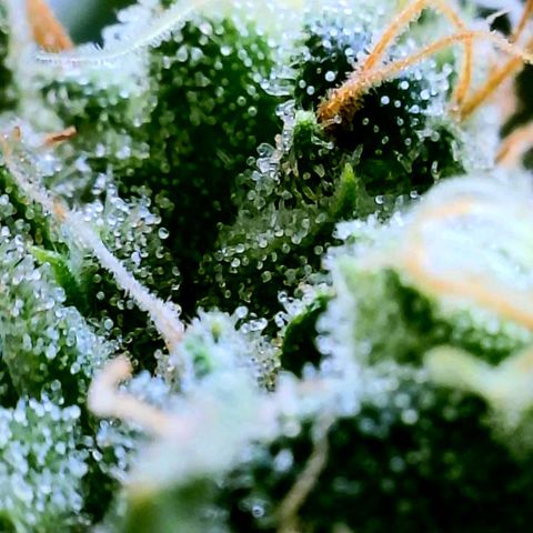 Rainbow Runtz growlog timeline photo