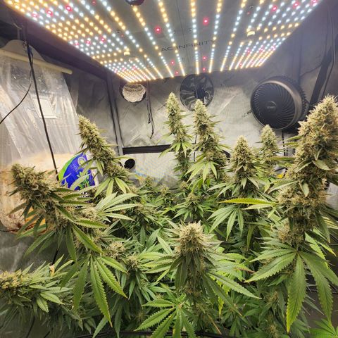 Rainbow Runtz growlog timeline photo