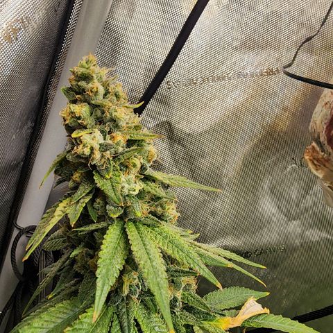 Rainbow Runtz growlog timeline photo