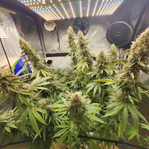 Rainbow Runtz growlog timeline photo