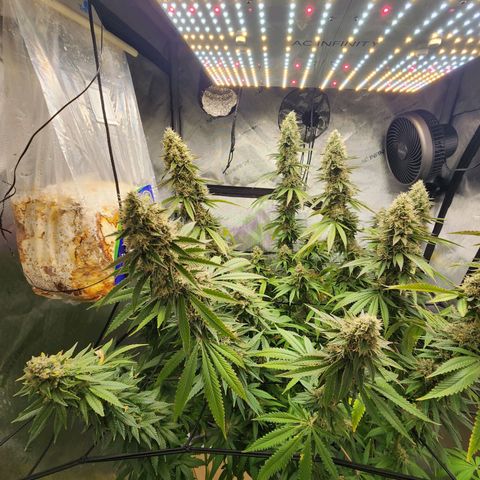 Rainbow Runtz growlog timeline photo