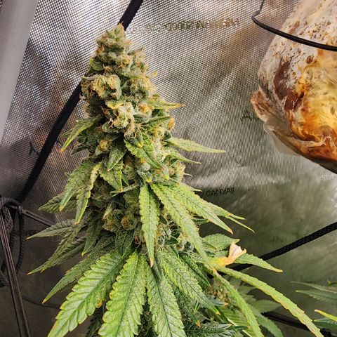 Rainbow Runtz growlog timeline photo