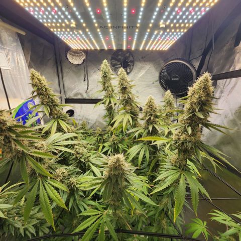 Rainbow Runtz growlog timeline photo