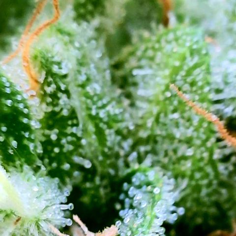 Rainbow Runtz growlog timeline photo